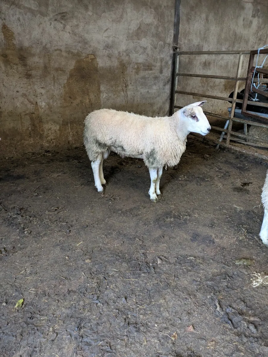 Amber Ram lambs - Image 1