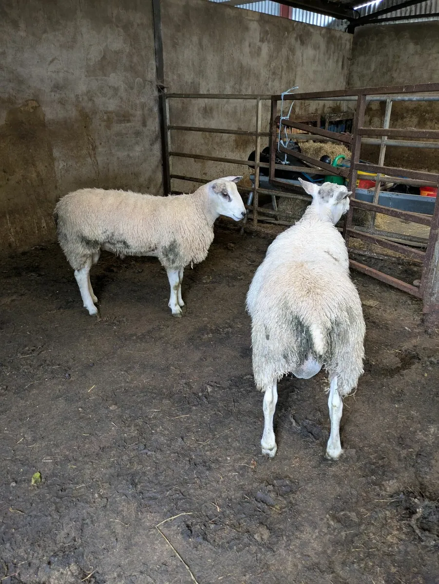 Amber Ram lambs - Image 2