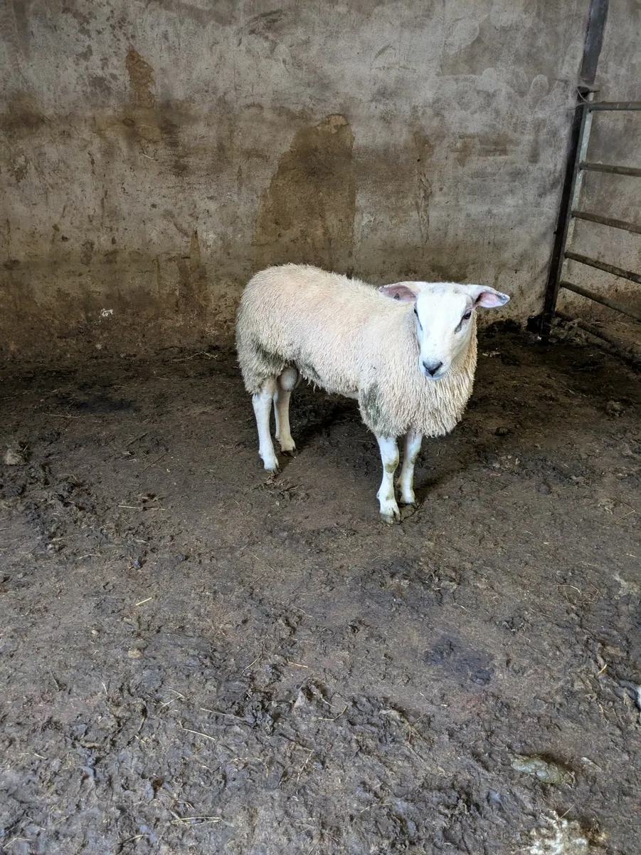 Amber Ram lambs - Image 3