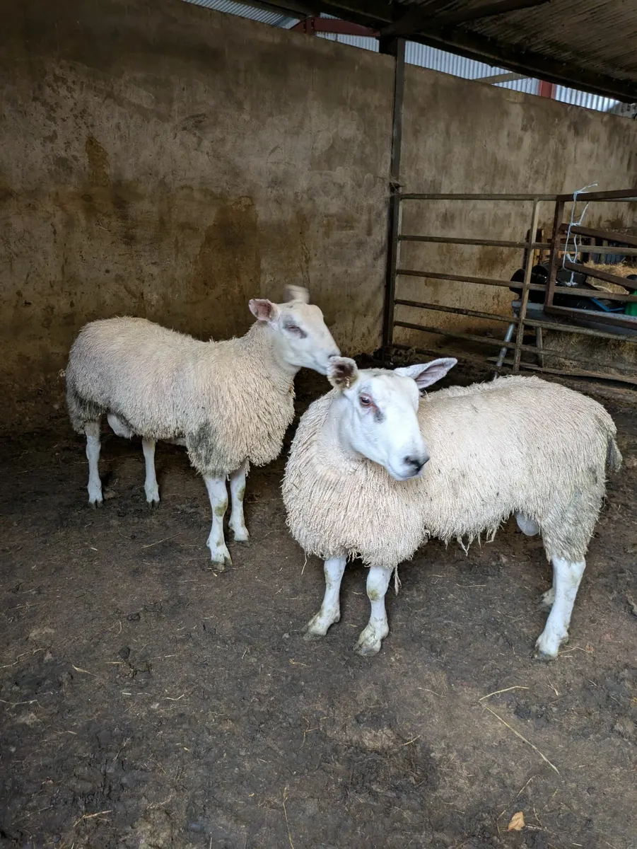 Amber Ram lambs - Image 4