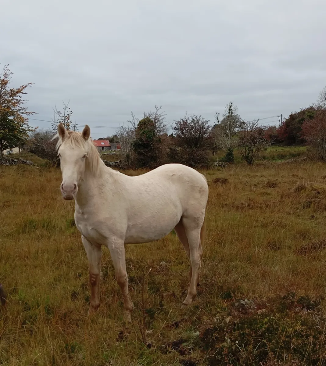 Yearling Cream Connemara Filly - Image 3