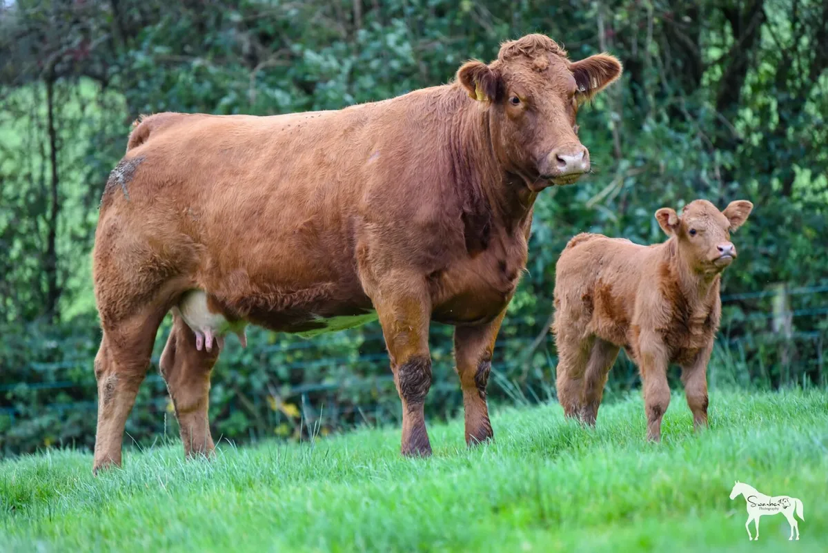 Healys Annual springer sale Roscommon Mart - Image 1