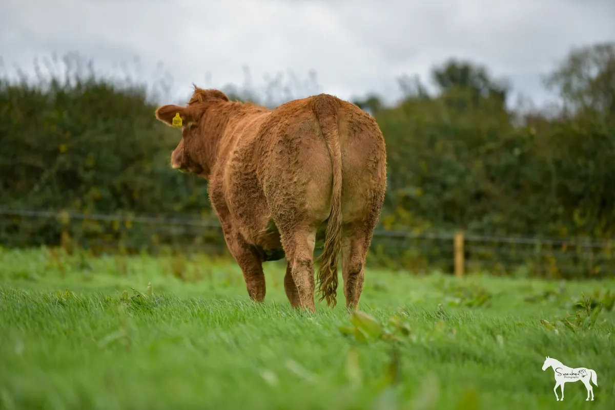 Healys Annual springer sale Roscommon Mart - Image 4
