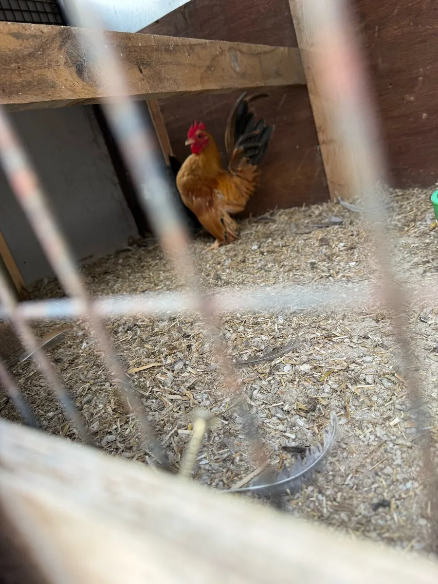 Serama pairs for sale - Image 1