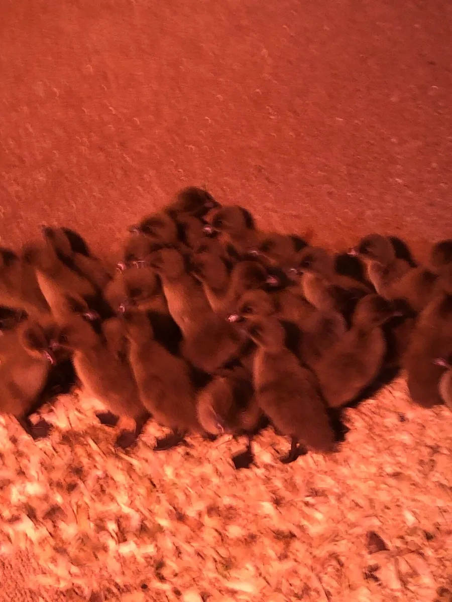 Ducklings - Image 2