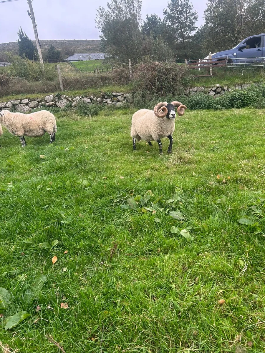 Lanark Rams - Image 3