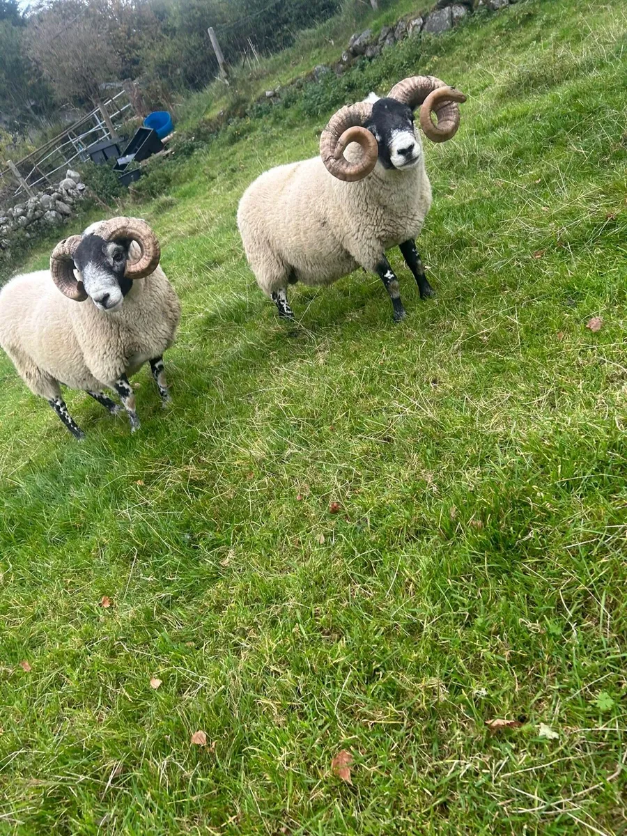 Lanark Rams - Image 4