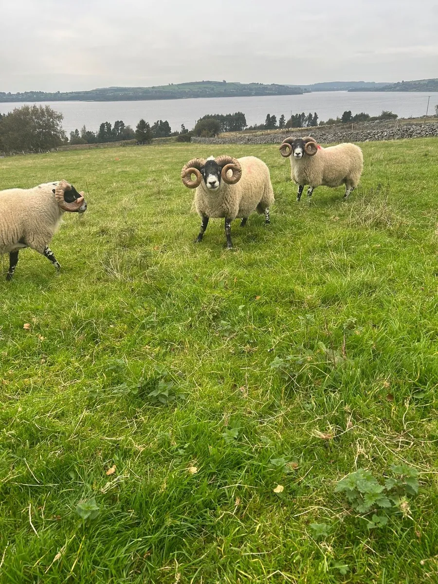 Lanark Rams - Image 1