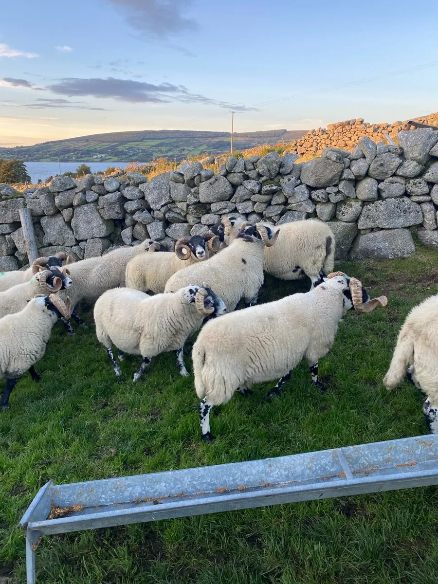 Lanark Rams - Image 2