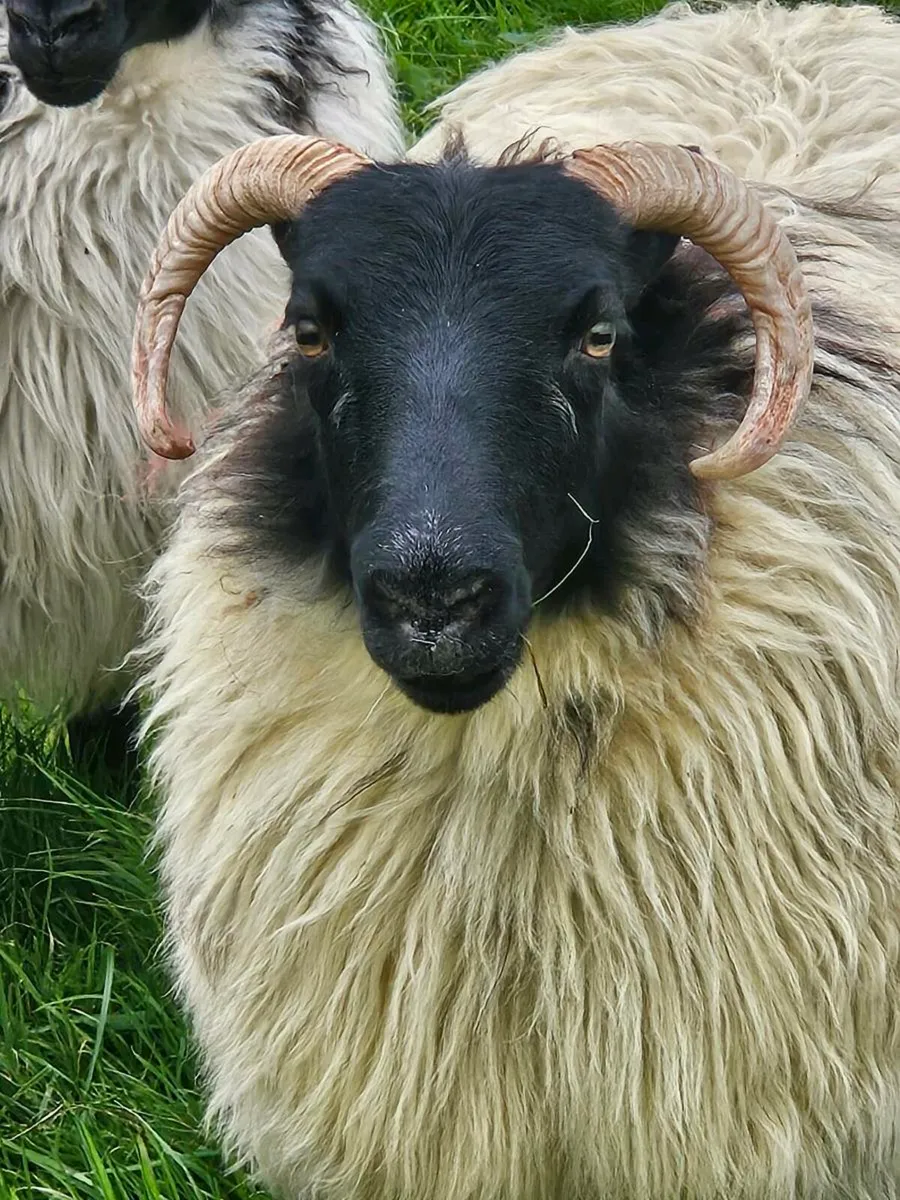 HOGGETS - Image 3