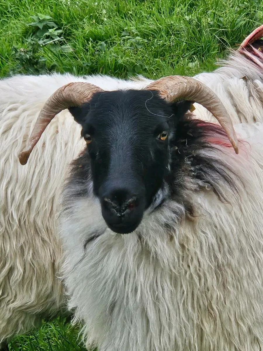 HOGGETS - Image 2