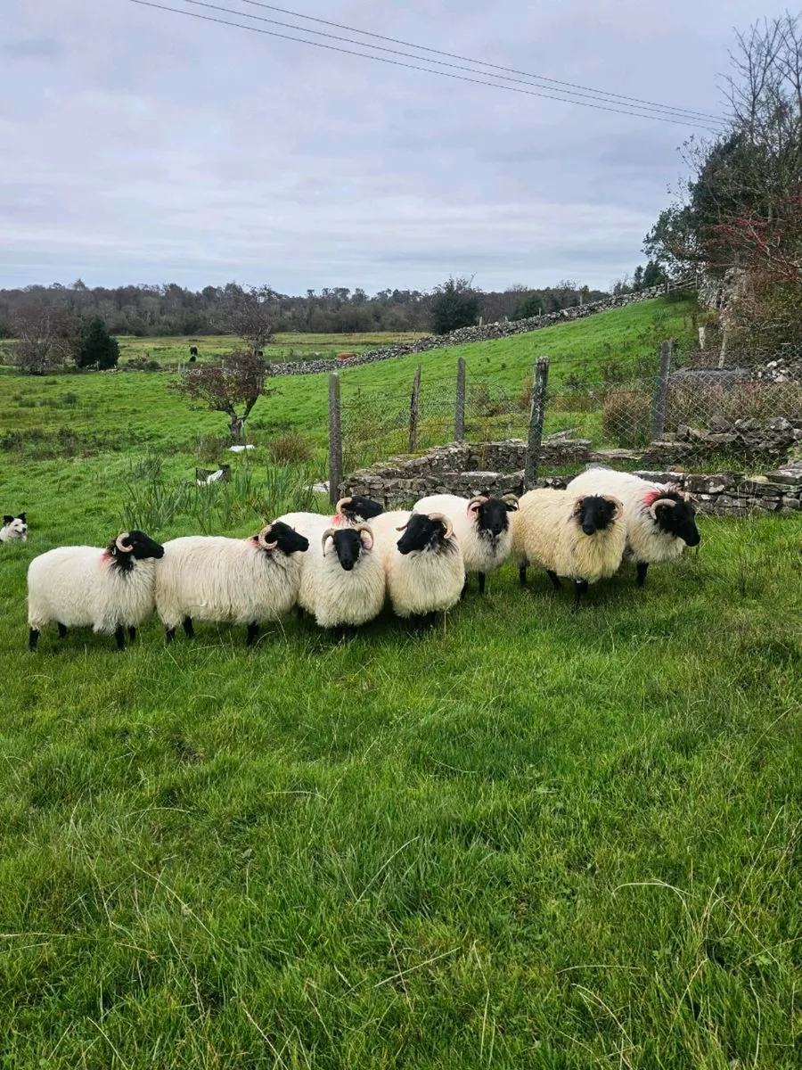HOGGETS - Image 1