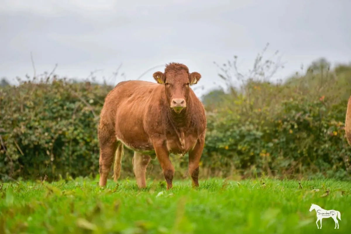 Healys Annual springer sale Roscommon Mart - Image 2