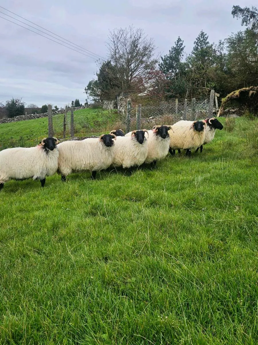 HOGGETS - Image 4