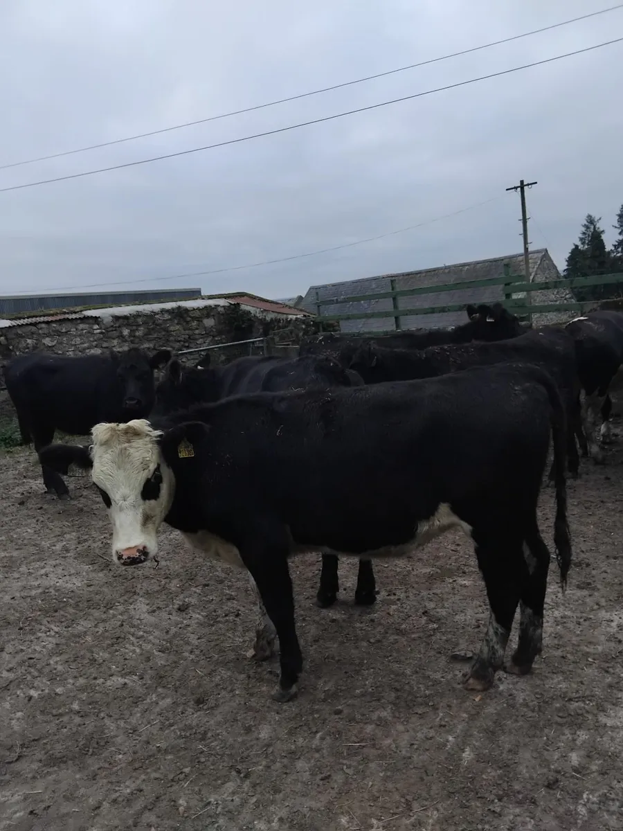 Angus/ Hereford heifers - Image 1