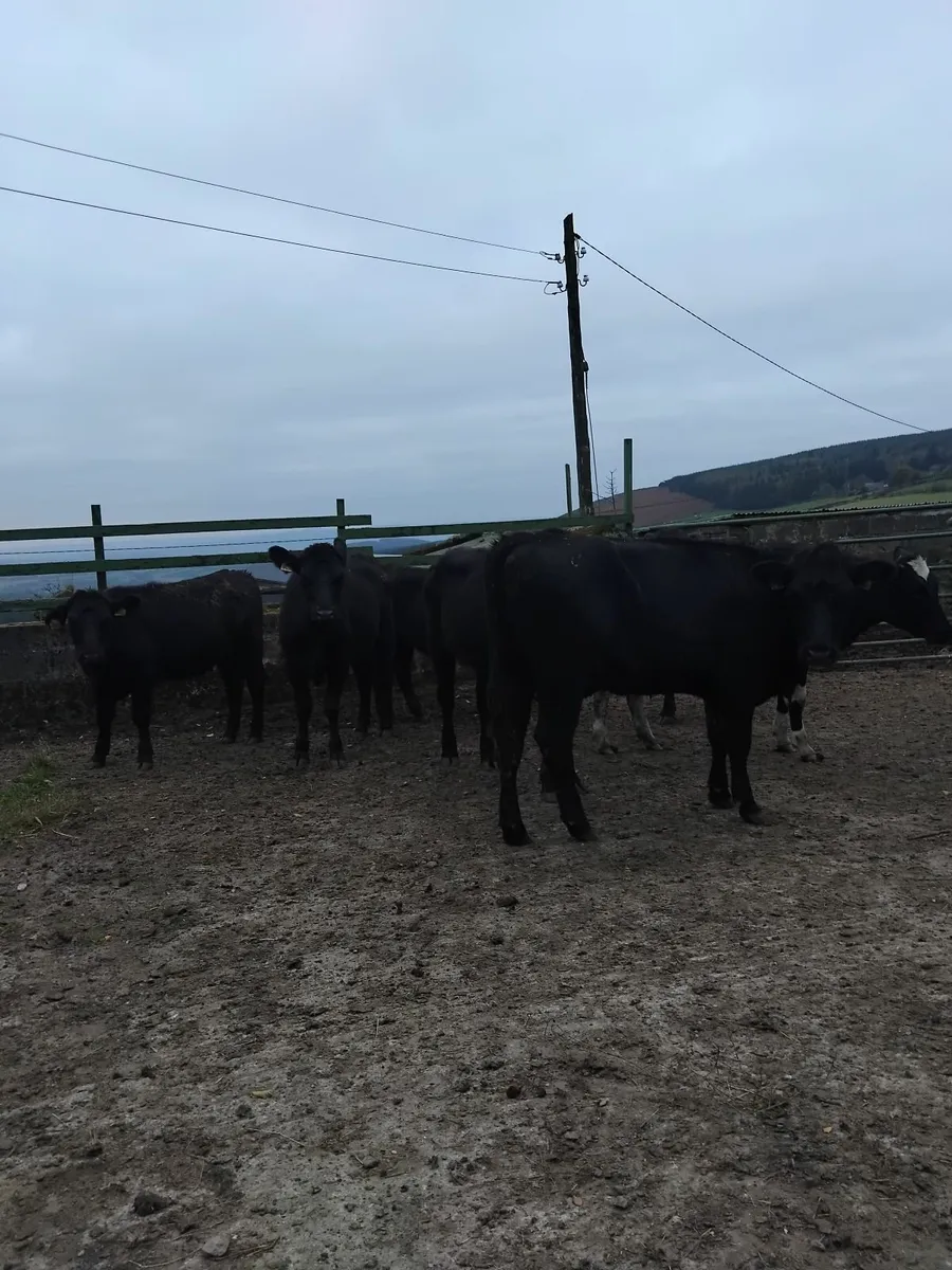 Angus/ Hereford heifers - Image 2