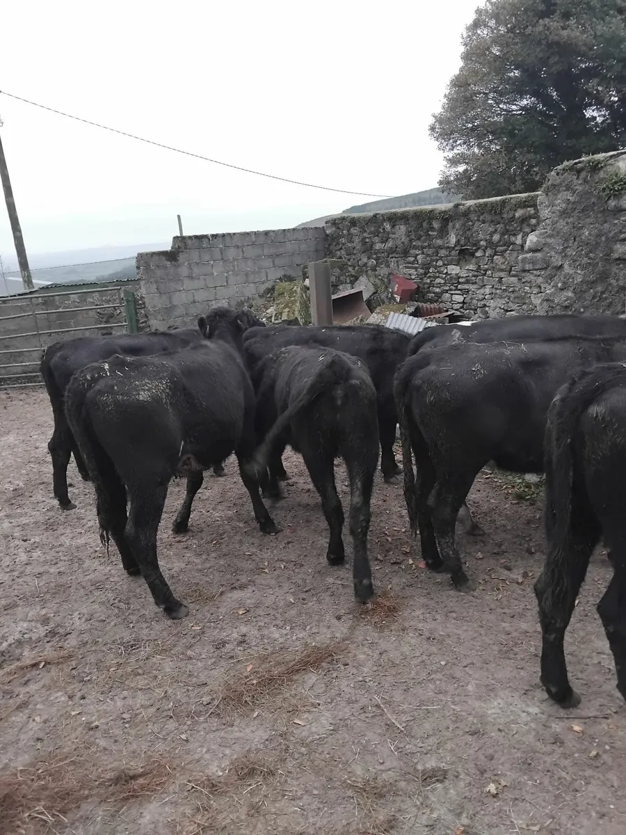 Angus/ Hereford heifers - Image 3