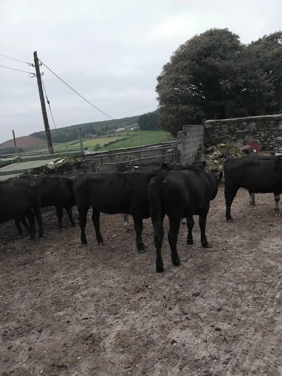 Angus/ Hereford heifers - Image 4