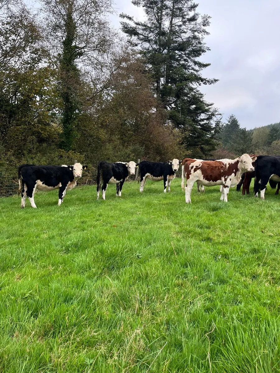 16 weanling heifers 250/260kg - Image 1