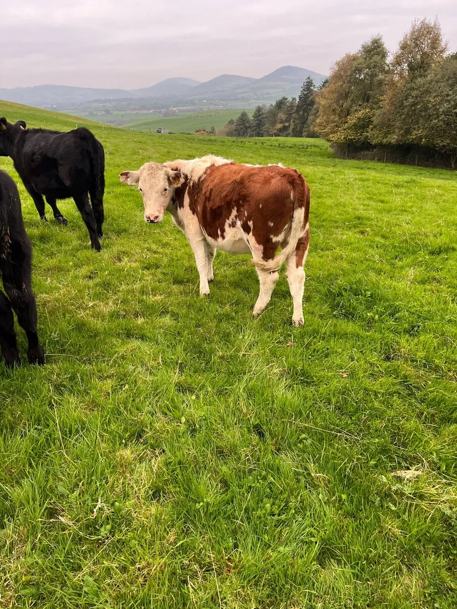 16 weanling heifers 250/260kg - Image 2