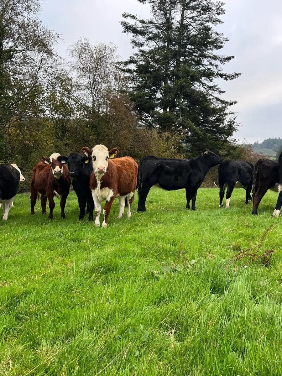 16 weanling heifers 250/260kg - Image 3