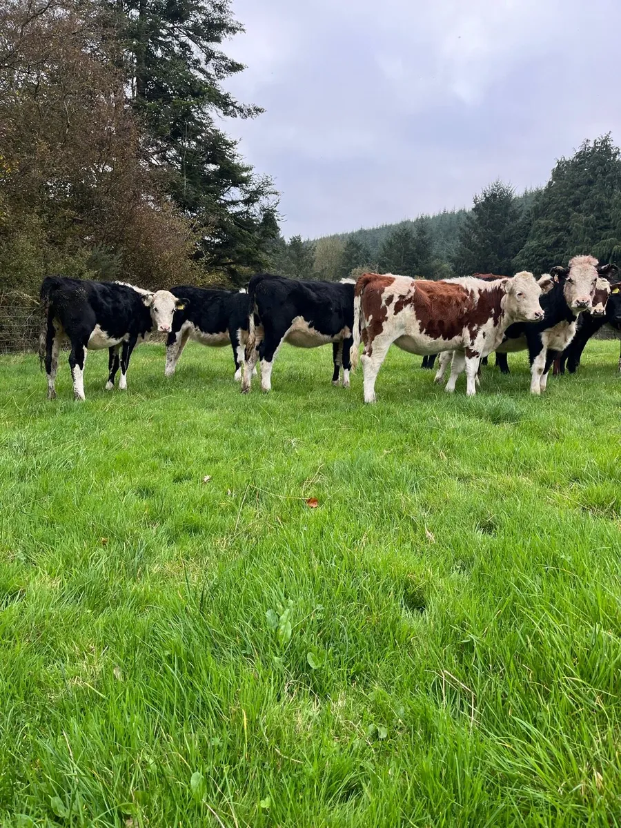 16 weanling heifers 250/260kg - Image 4