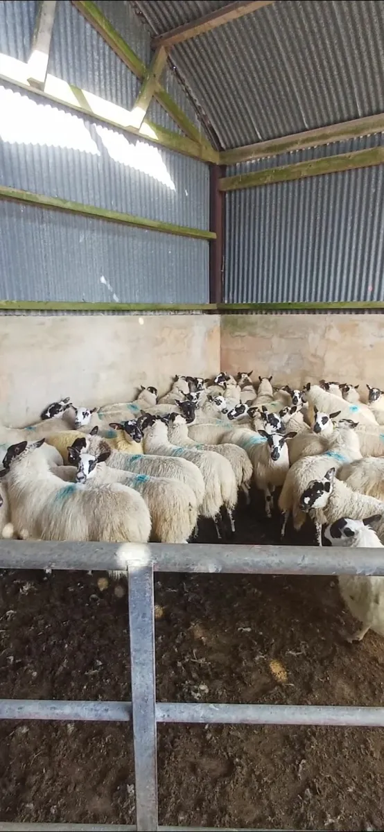 Sheep - Image 1