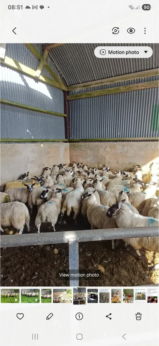 Sheep - Image 2