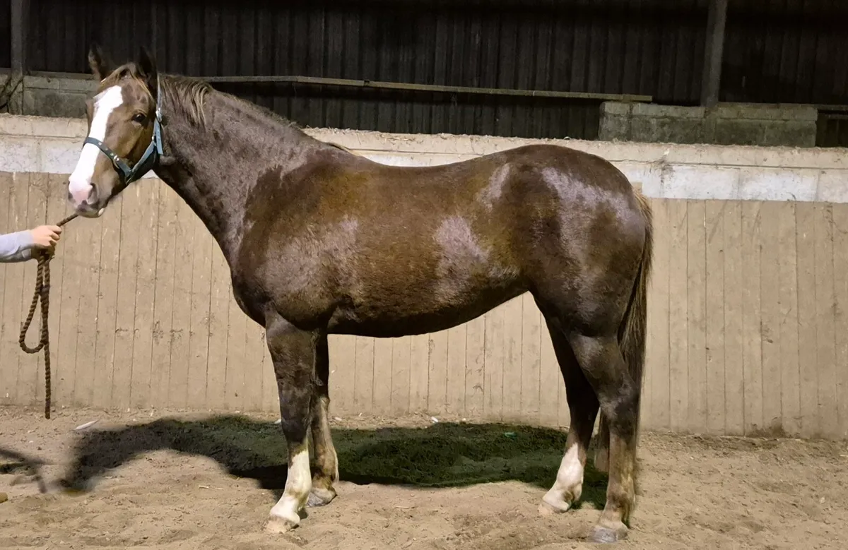 158cm 2022 ID X SF Filly - Image 1