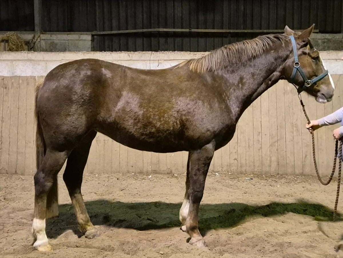 158cm 2022 ID X SF Filly - Image 2
