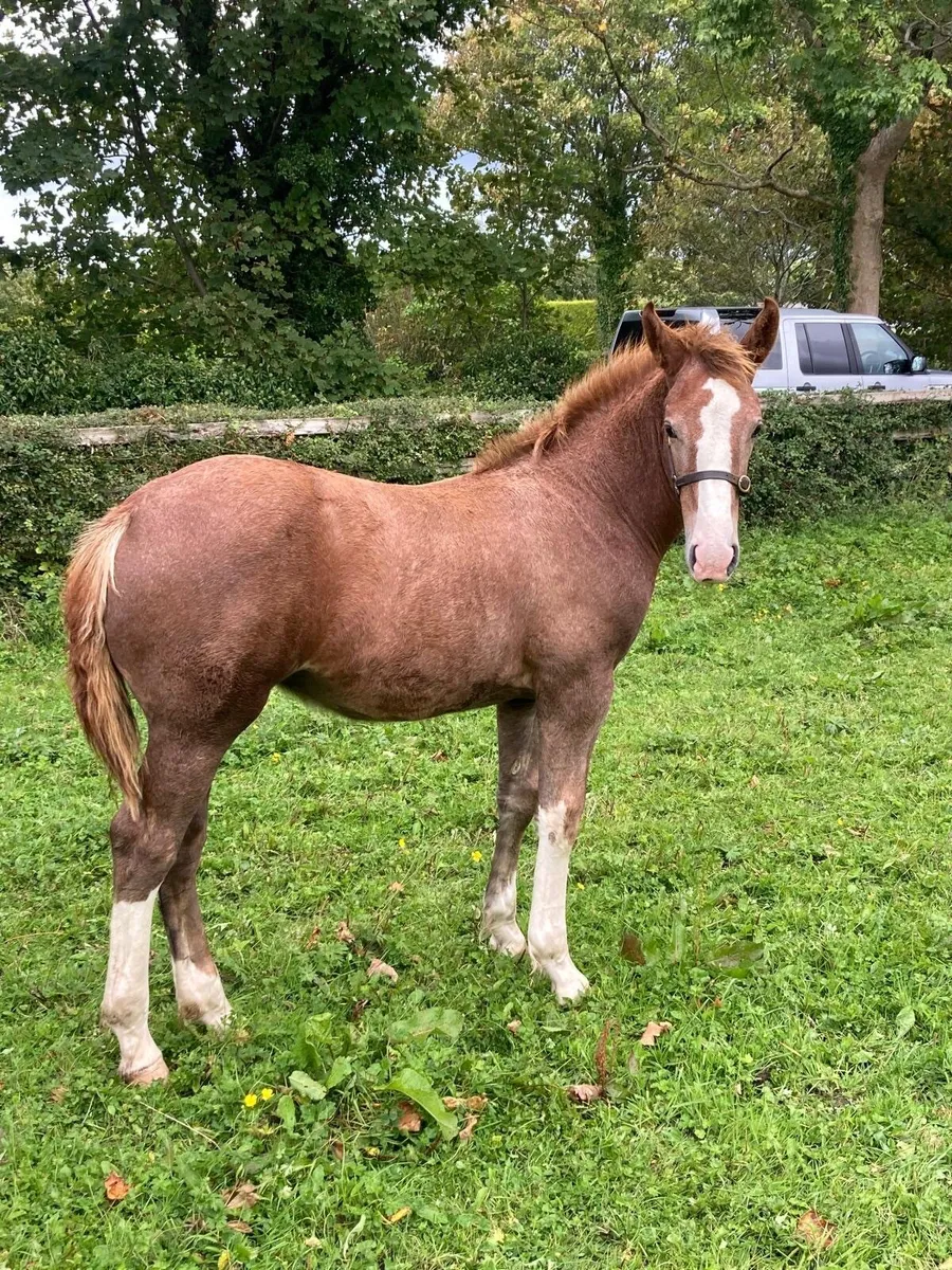 Well Bred Irish Draught Filly Foal