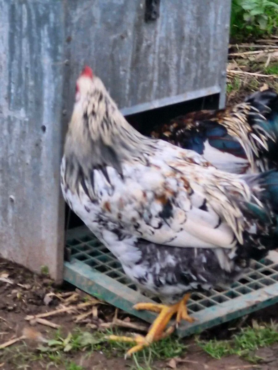 White Sussex hybrid rooster - Image 1
