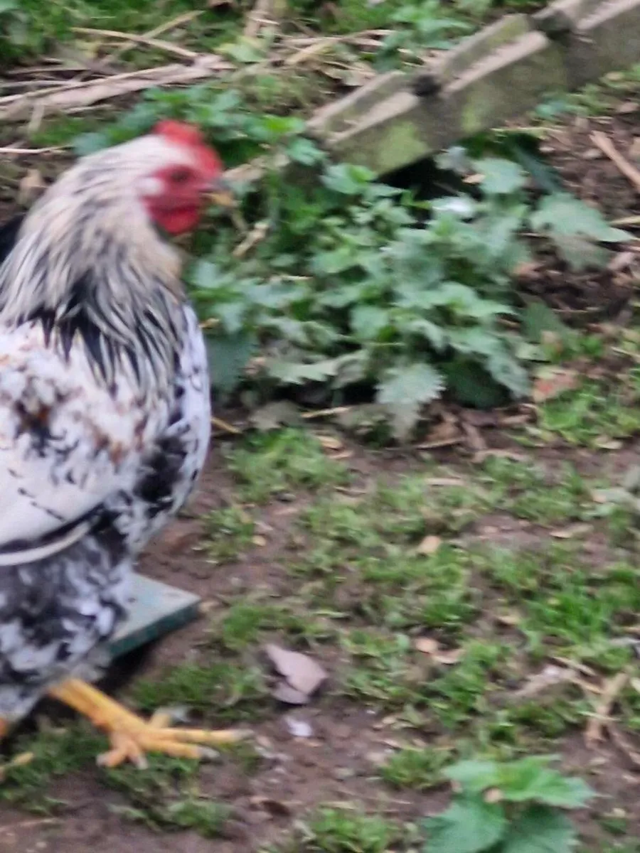 White Sussex hybrid rooster - Image 3