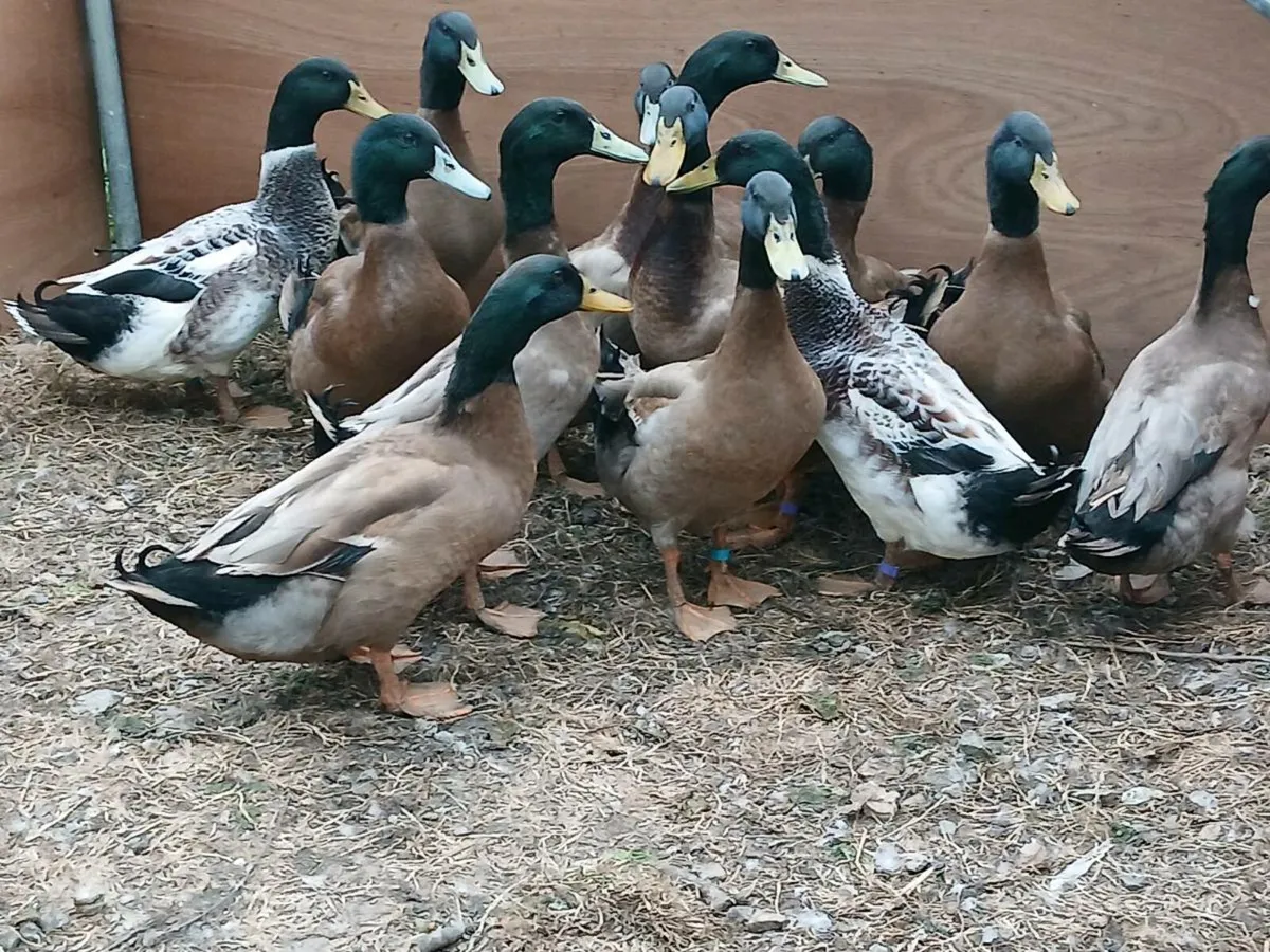 Ducks, Khaki Campbell, Saxony and Aylesbury Ducks - Image 2