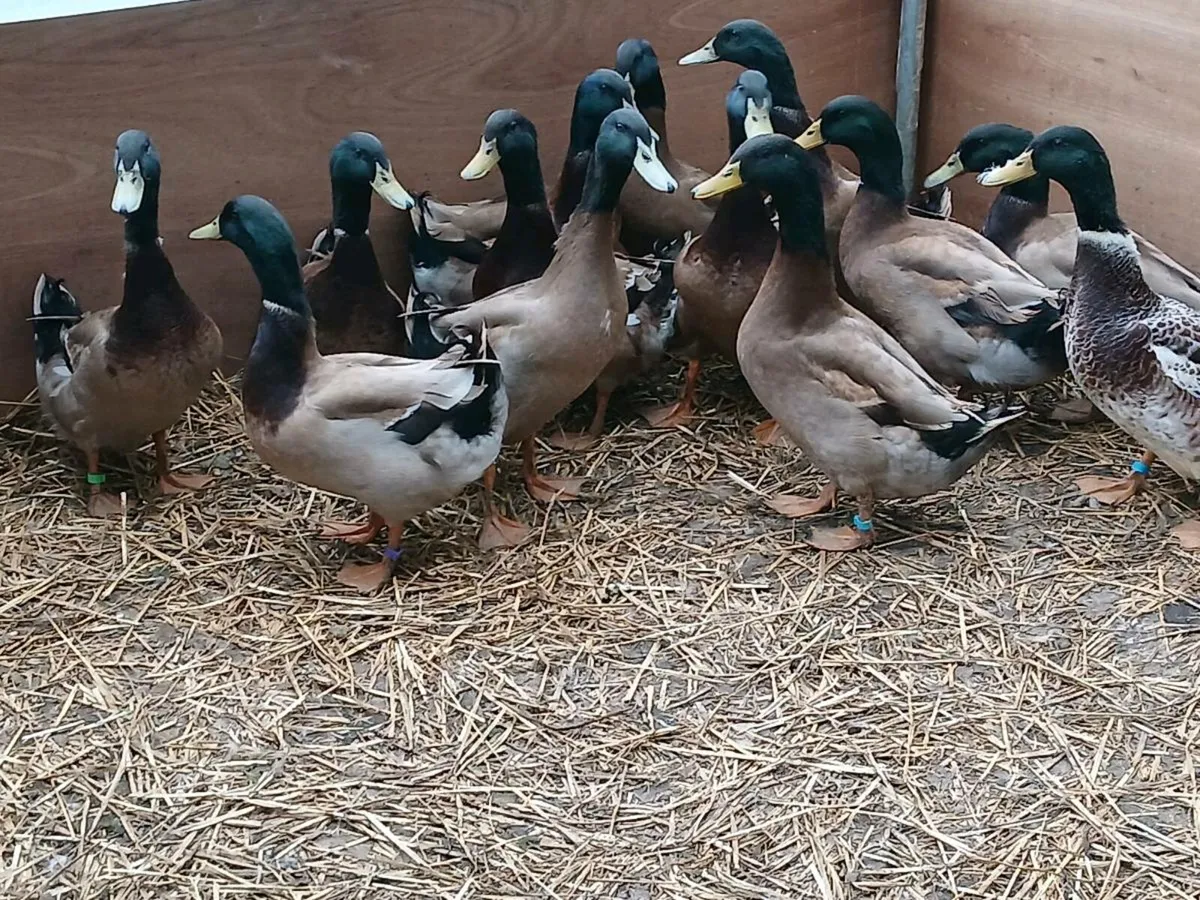 Ducks, Khaki Campbell, Saxony and Aylesbury Ducks - Image 3