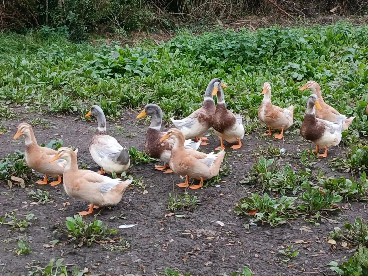 Ducks, Khaki Campbell, Saxony and Aylesbury Ducks - Image 4
