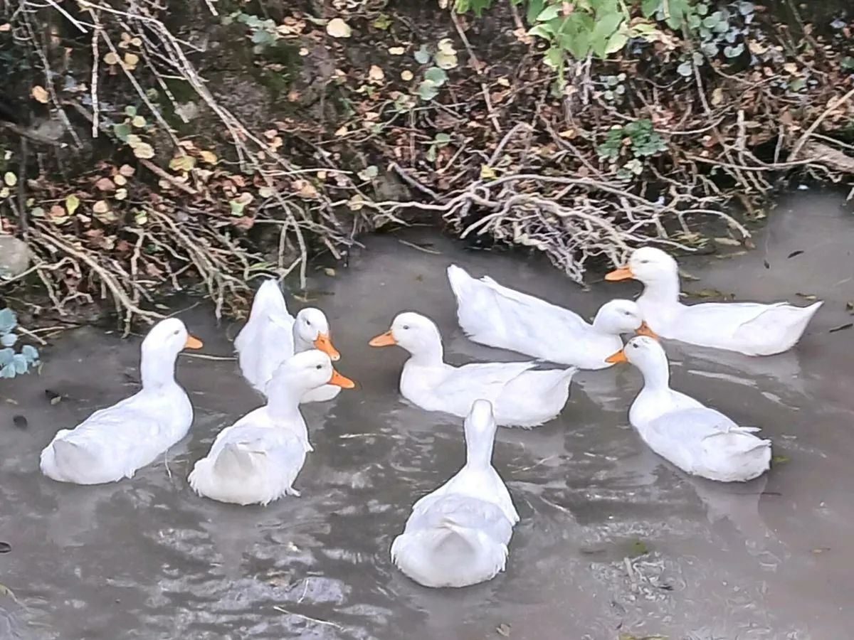 Ducks, Khaki Campbell, Saxony and Aylesbury Ducks - Image 1