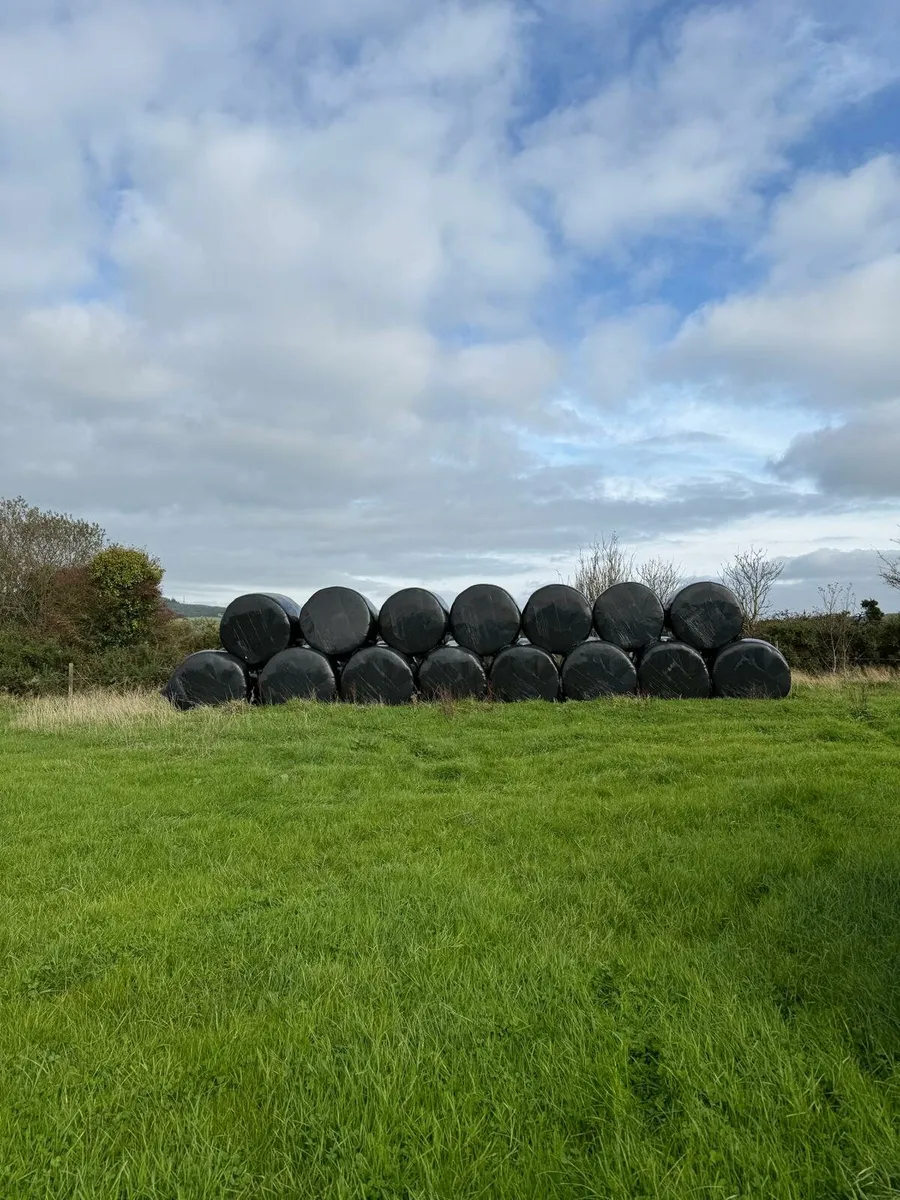 Silage - Image 3