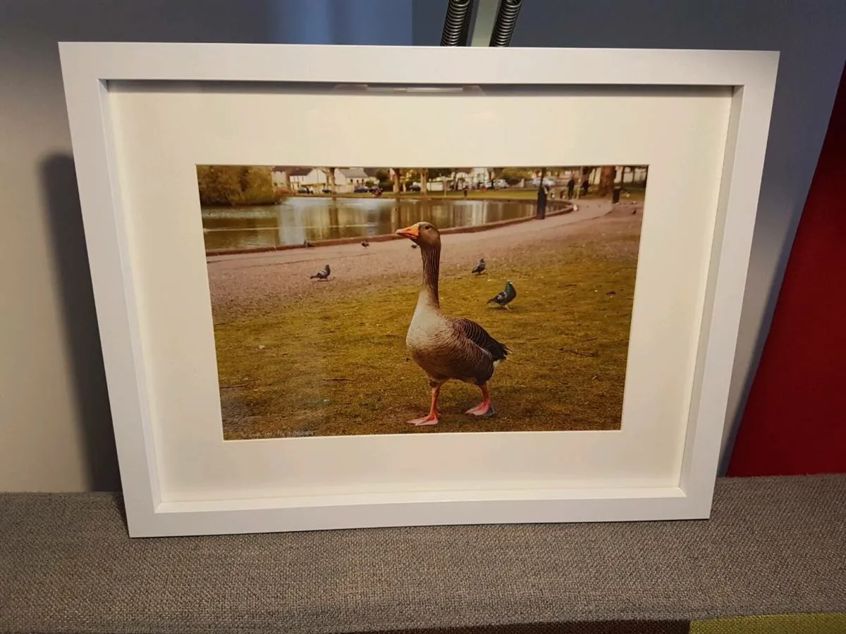 The Lough, Cork - Image 3