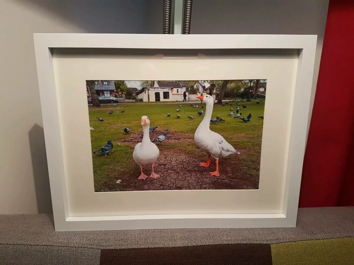 The Lough, Cork - Image 1