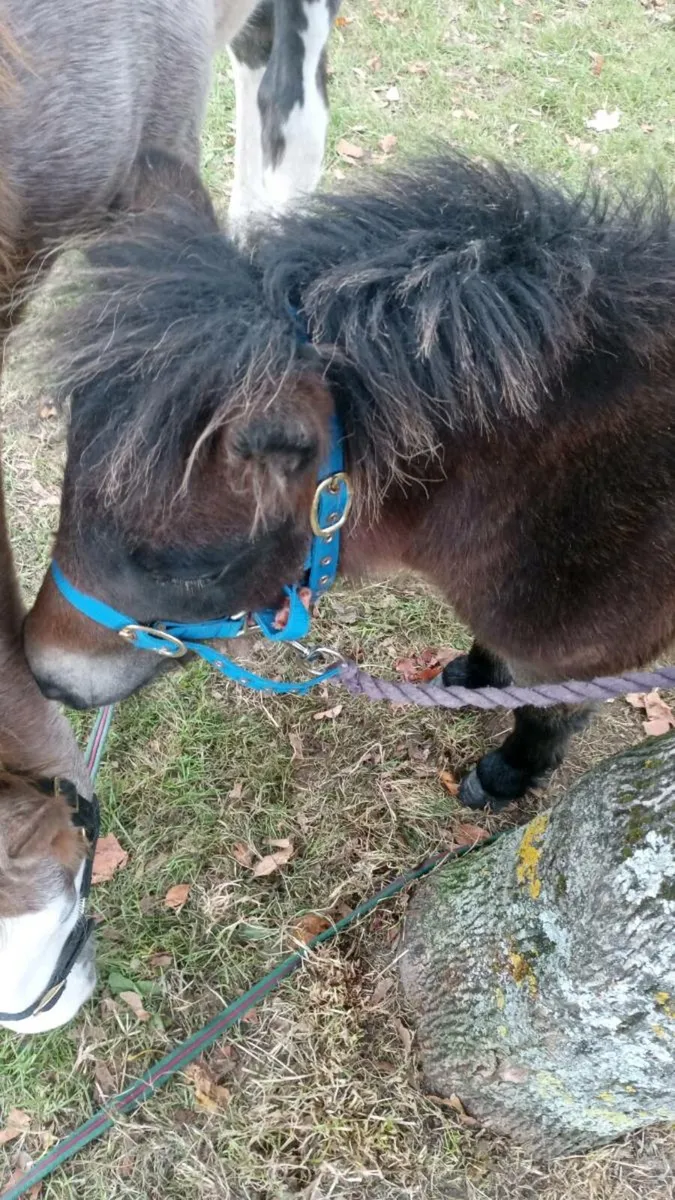 Falabella - Image 1