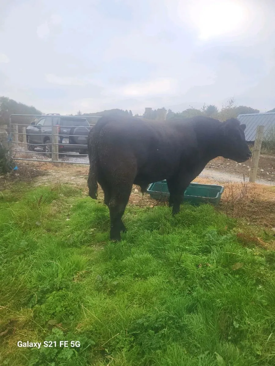 Pbr Angus bull - Image 1