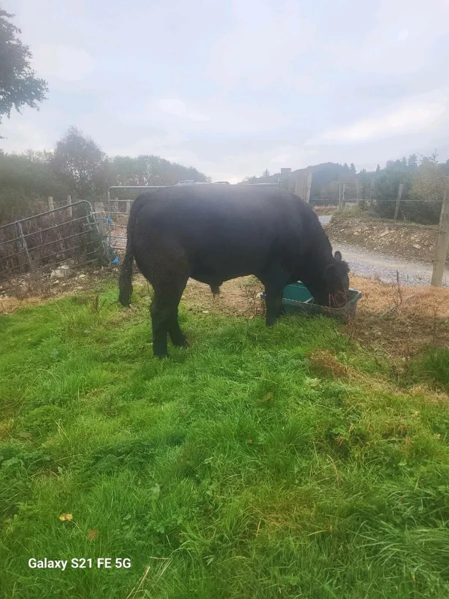 Pbr Angus bull - Image 2