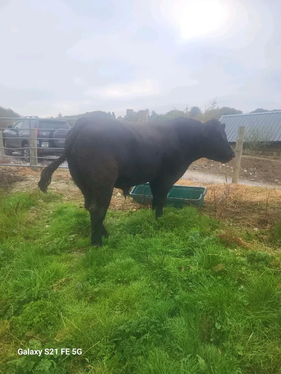 Pbr Angus bull - Image 3