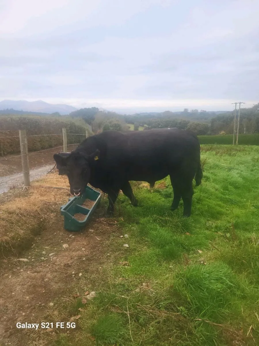 Pbr Angus bull - Image 4