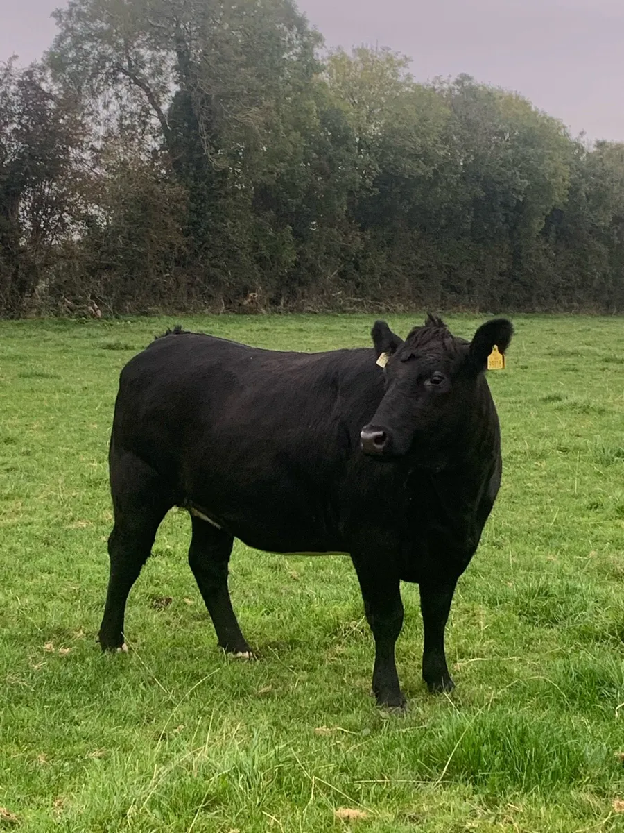 Heifers - Image 1