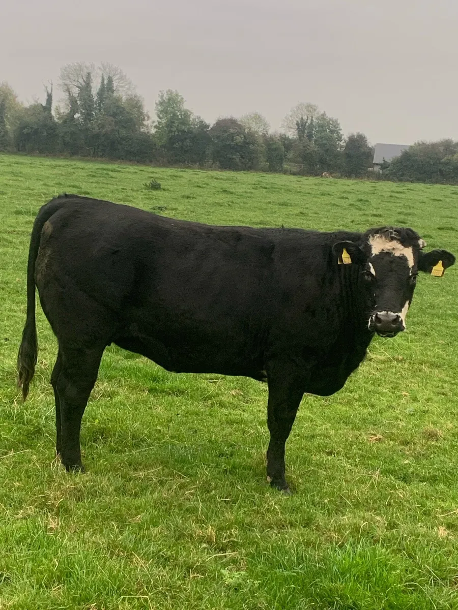 Heifers - Image 2