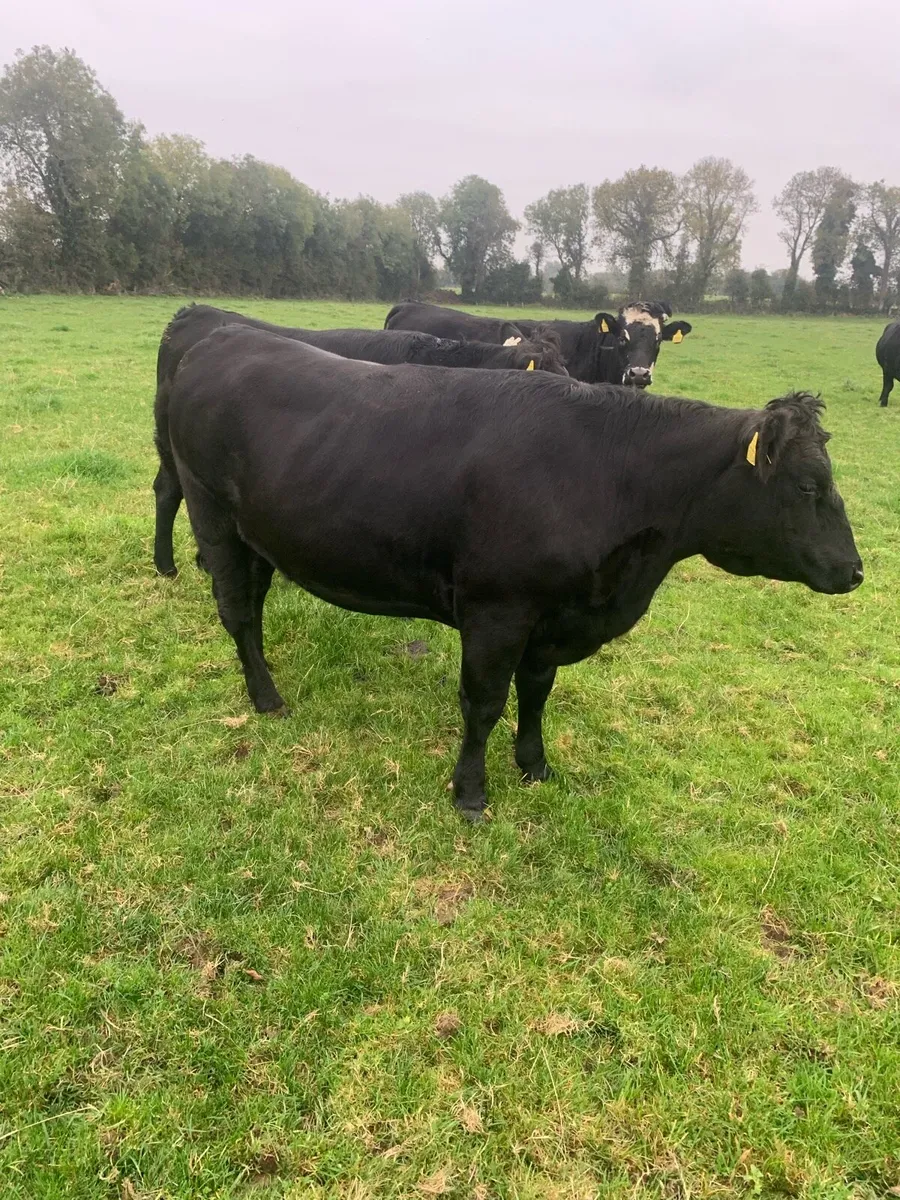 Heifers - Image 4