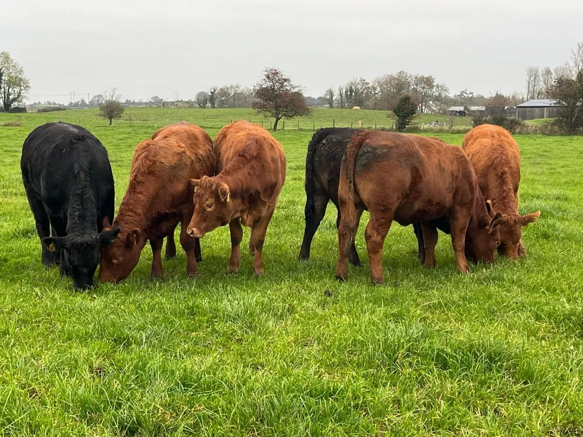 Breeding heifers - Image 1