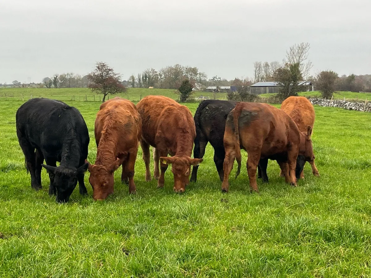 Breeding heifers - Image 2